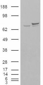 Ku70 Antibody in Western Blot (WB)