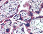 FMRP Antibody in Immunohistochemistry (Paraffin) (IHC (P))