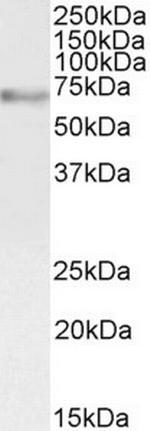 Myb Antibody in Western Blot (WB)