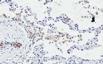 TREM2 Antibody in Immunohistochemistry (Paraffin) (IHC (P))