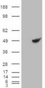 BHMT Antibody in Western Blot (WB)