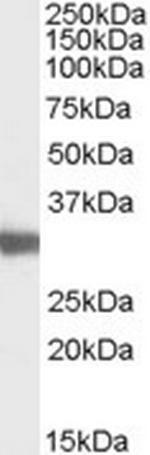 LDHC Antibody in Western Blot (WB)