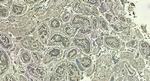 LDHC Antibody in Immunohistochemistry (Paraffin) (IHC (P))