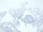 LDHC Antibody in Immunohistochemistry (Paraffin) (IHC (P))