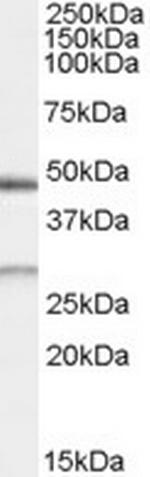 BNIP1 Antibody in Western Blot (WB)