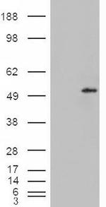 STEAP4 Antibody in Western Blot (WB)