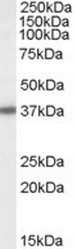 BPNT1 Antibody in Western Blot (WB)