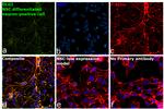 SAP97 Antibody in Immunocytochemistry (ICC/IF)