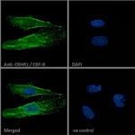 CRHR1 Antibody in Immunocytochemistry (ICC/IF)