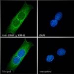 CRHR1 Antibody in Immunocytochemistry (ICC/IF)