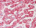 HADH Antibody in Immunohistochemistry (Paraffin) (IHC (P))