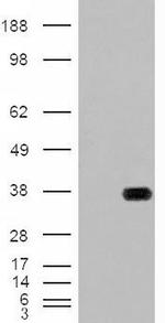 HADH Antibody in Western Blot (WB)