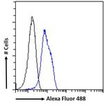 SENP6 Antibody in Flow Cytometry (Flow)