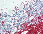 GCH1 Antibody in Immunohistochemistry (Paraffin) (IHC (P))