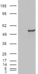 ESRRG Antibody in Western Blot (WB)