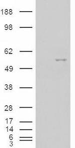 NOVA1 Antibody in Western Blot (WB)