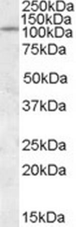 PTPRN Antibody in Western Blot (WB)