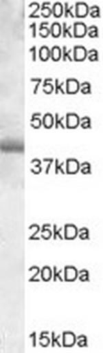 PU.1 Antibody in Western Blot (WB)