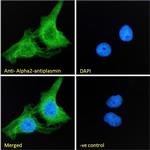 SERPINF2 Antibody in Immunocytochemistry (ICC/IF)