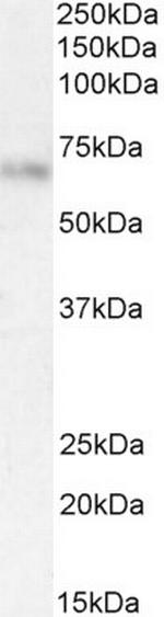 SERPINF2 Antibody in Western Blot (WB)