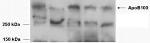 Apolipoprotein B Antibody in Western Blot (WB)