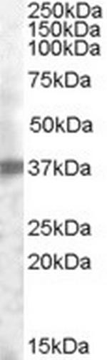 TROP2 Antibody in Western Blot (WB)