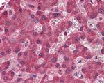 Monoacylglycerol Lipase Antibody in Immunohistochemistry (Paraffin) (IHC (P))