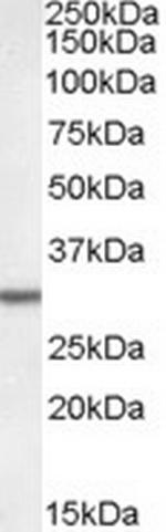 DPM1 Antibody in Western Blot (WB)