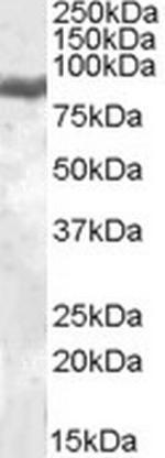 Lactoferrin Antibody in Western Blot (WB)