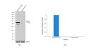 Desmin Antibody in Western Blot (WB)