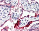 Annexin A1 Antibody in Immunohistochemistry (Paraffin) (IHC (P))