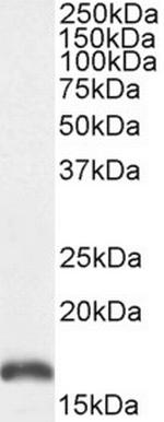 TSPO Antibody in Western Blot (WB)