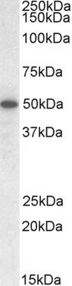 TEAD2 Antibody in Western Blot (WB)