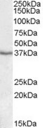 PON1 Antibody in Western Blot (WB)