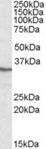 PPP4C Antibody in Western Blot (WB)