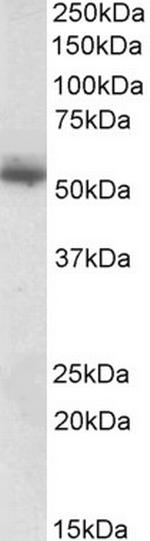 CPNE1 Antibody in Western Blot (WB)