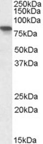 XPNPEP1 Antibody in Western Blot (WB)