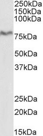 XPNPEP1 Antibody in Western Blot (WB)