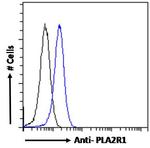 PLA2R1 Antibody in Flow Cytometry (Flow)