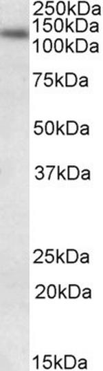 DNA Ligase I Antibody in Western Blot (WB)