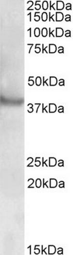 RAPSN Antibody in Western Blot (WB)