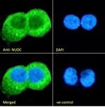 NUDC Antibody in Immunocytochemistry (ICC/IF)