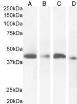 NUDC Antibody in Western Blot (WB)