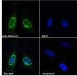 Calnexin Antibody in Immunocytochemistry (ICC/IF)