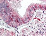 Calponin 3 Antibody in Immunohistochemistry (Paraffin) (IHC (P))