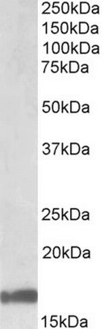 GAL Antibody in Western Blot (WB)