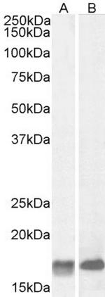 GAL Antibody in Western Blot (WB)