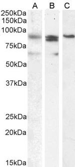 Blimp-1 Antibody in Western Blot (WB)