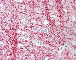 TPPP Antibody in Immunohistochemistry (Paraffin) (IHC (P))