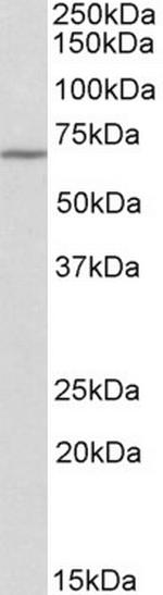 Themis Antibody in Western Blot (WB)